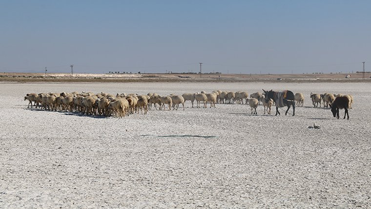 Aksaray'da flamingoların uğrak noktası Akgöl kurudu