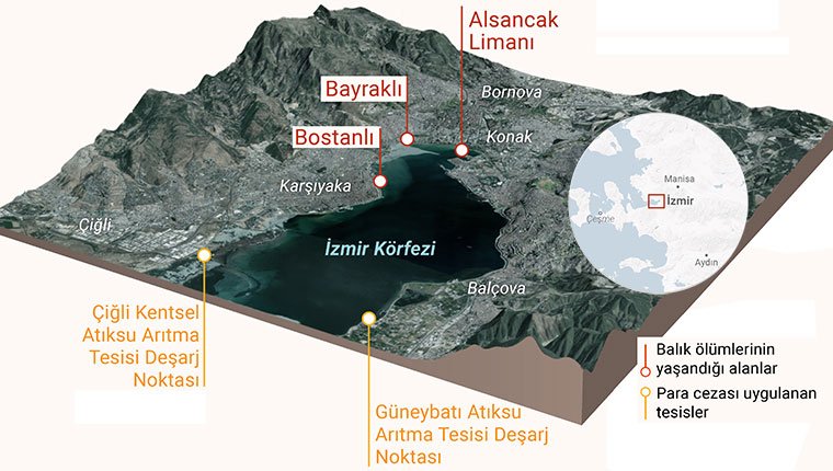 İzmir Körfezi'nde balık ölümleri sürüyor